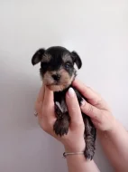 Štěňátka jorkšíra