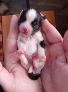 Štěňátka jorkšíra