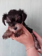 Štěňátka jorkšíra