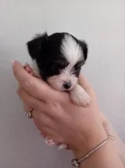 Štěňátka jorkšíra