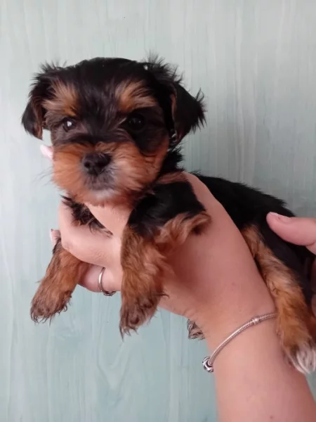 Štěňátka jorkšíra