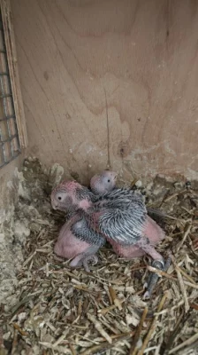 Prodám kakadu růžové k dokrmení