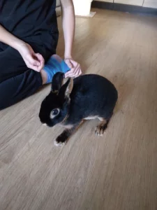 Zakrslý králík