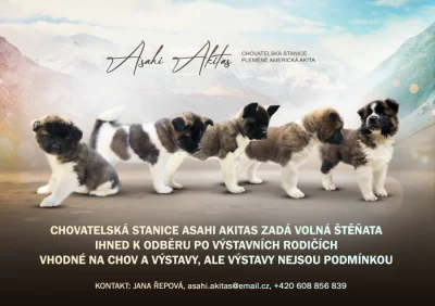 Americká Akita fenka s PP