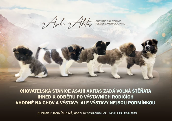 Americká Akita fenka s PP