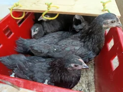 Slepice zdrobnělé australky černé