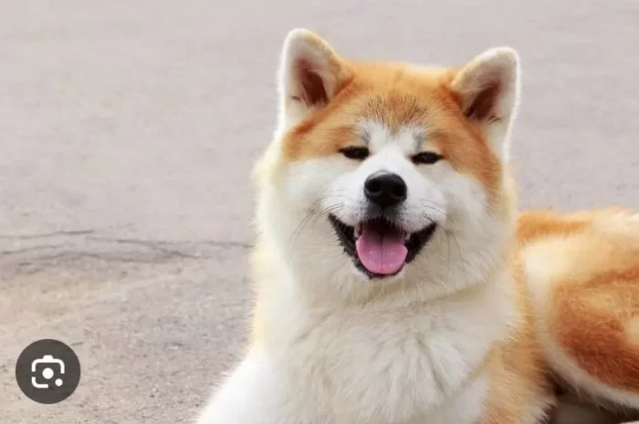 Akita inu
