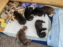 Štěňátka kontinentální buldok FCI