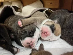 Štěňátka kontinentální buldok FCI