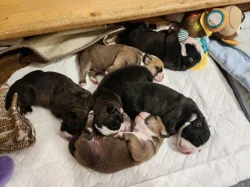 Štěňátka kontinentální buldok FCI