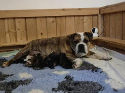 Štěňátka kontinentální buldok FCI