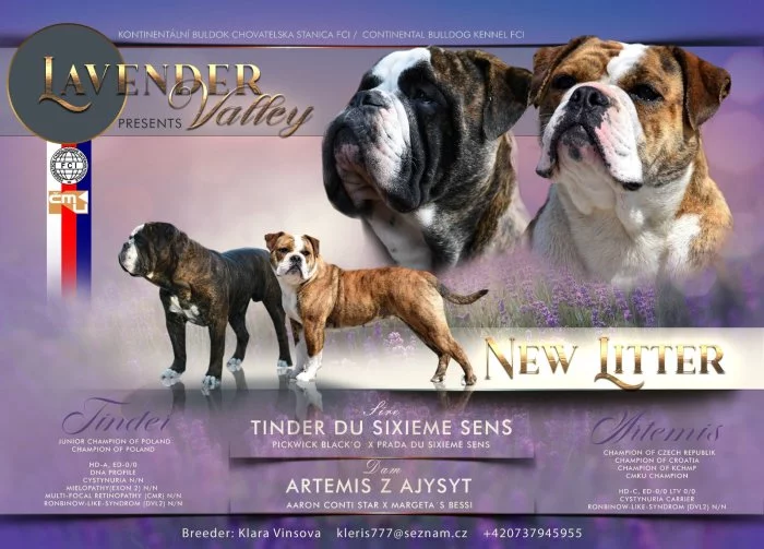 Štěňátka kontinentální buldok FCI