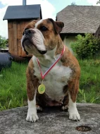 Štěňátka kontinentální buldok FCI