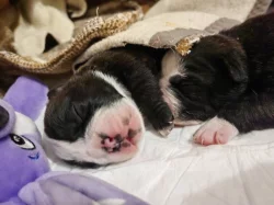 Štěňátka kontinentální buldok FCI