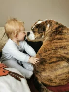 Štěňátka kontinentální buldok FCI