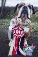 Štěňátka kontinentální buldok FCI