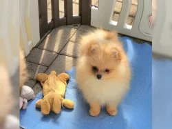 Německý špic trpasličí (Pomeranian)