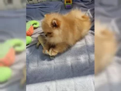 Německý špic trpasličí (Pomeranian)