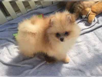 Německý špic trpasličí (Pomeranian)