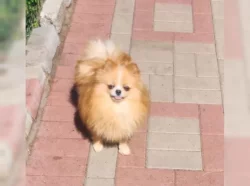 Německý špic trpasličí (Pomeranian)