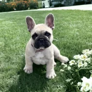 Francouzští buldoci