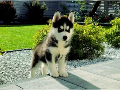 Sibiřský husky
