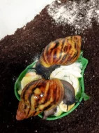 Archachatina Marginata Suturalis F2