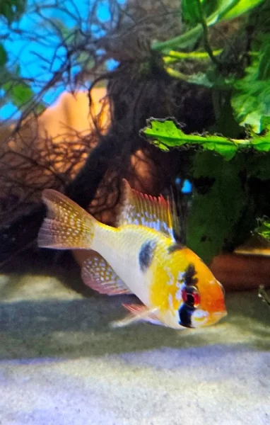 Mikrogeophagus ramirezi