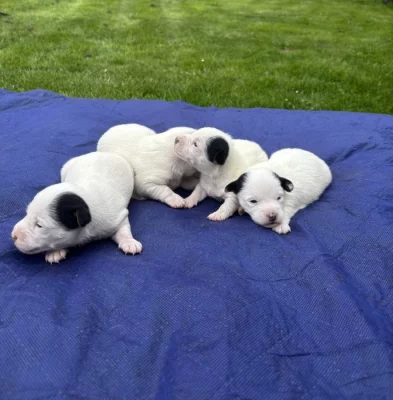 Jack Russel