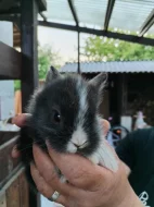 Prodám vymazlená králičí miminka