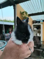 Prodám vymazlená králičí miminka