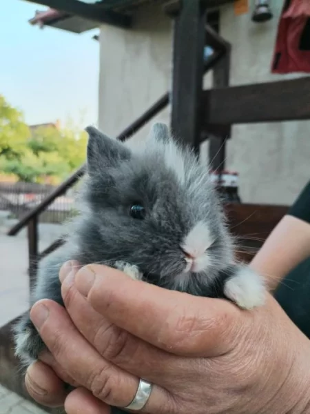 Prodám vymazlená králičí miminka