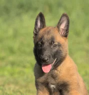 Prodám štěně BO Malinois