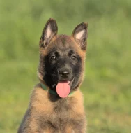 Prodám štěně BO Malinois