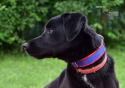 Kříženec Dasty hledá domov