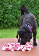 Kříženec Dasty hledá domov