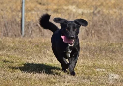 Kříženec Dasty hledá domov