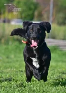 Kříženec Dasty hledá domov