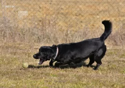 Kříženec Dasty hledá domov