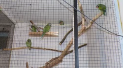 Alexandr vousatý růžový