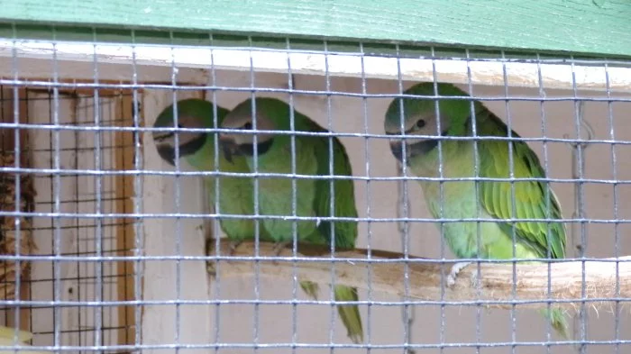 Alexandr vousatý růžový