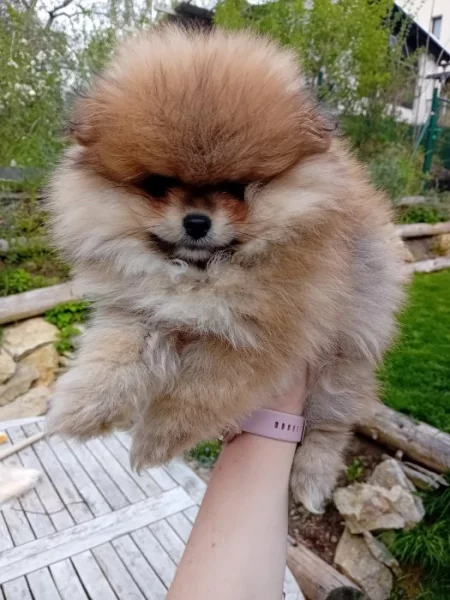 Pomeranian s PP