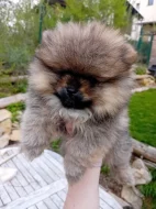 Pomeranian s PP