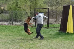 Německý ovčák štěnata - Rokycany