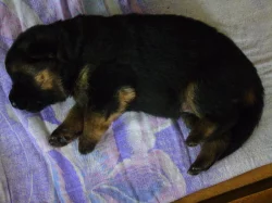 Německý ovčák štěnata - Rokycany