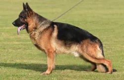 Německý ovčák štěnata - Rokycany