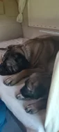 Volný jeden pejsek Cane corso