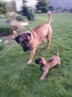 Volný jeden pejsek Cane corso