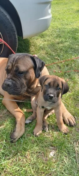 Volný jeden pejsek Cane corso