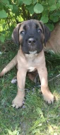 Volný jeden pejsek Cane corso
